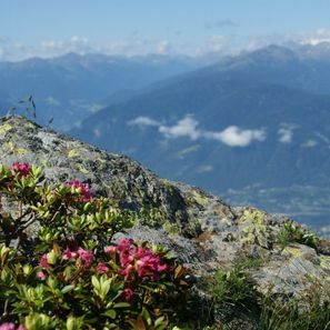 Alpenröschen in den Bergen des Meranerlandes beim Wanderurlaub rund um Meran