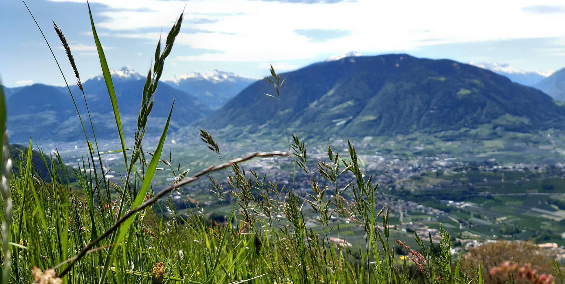 Nahaufnahme einer grünen Wiese mit gelben Löwenzahnblüten im Vordergrund, die den Blick auf ein weites Tal mit einer Stadt, Feldern und hohen Bergen im Hintergrund freigibt.