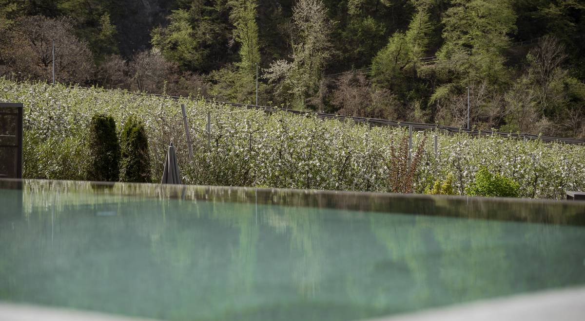 Infinity Pool inmitten der Apfelblüte im April