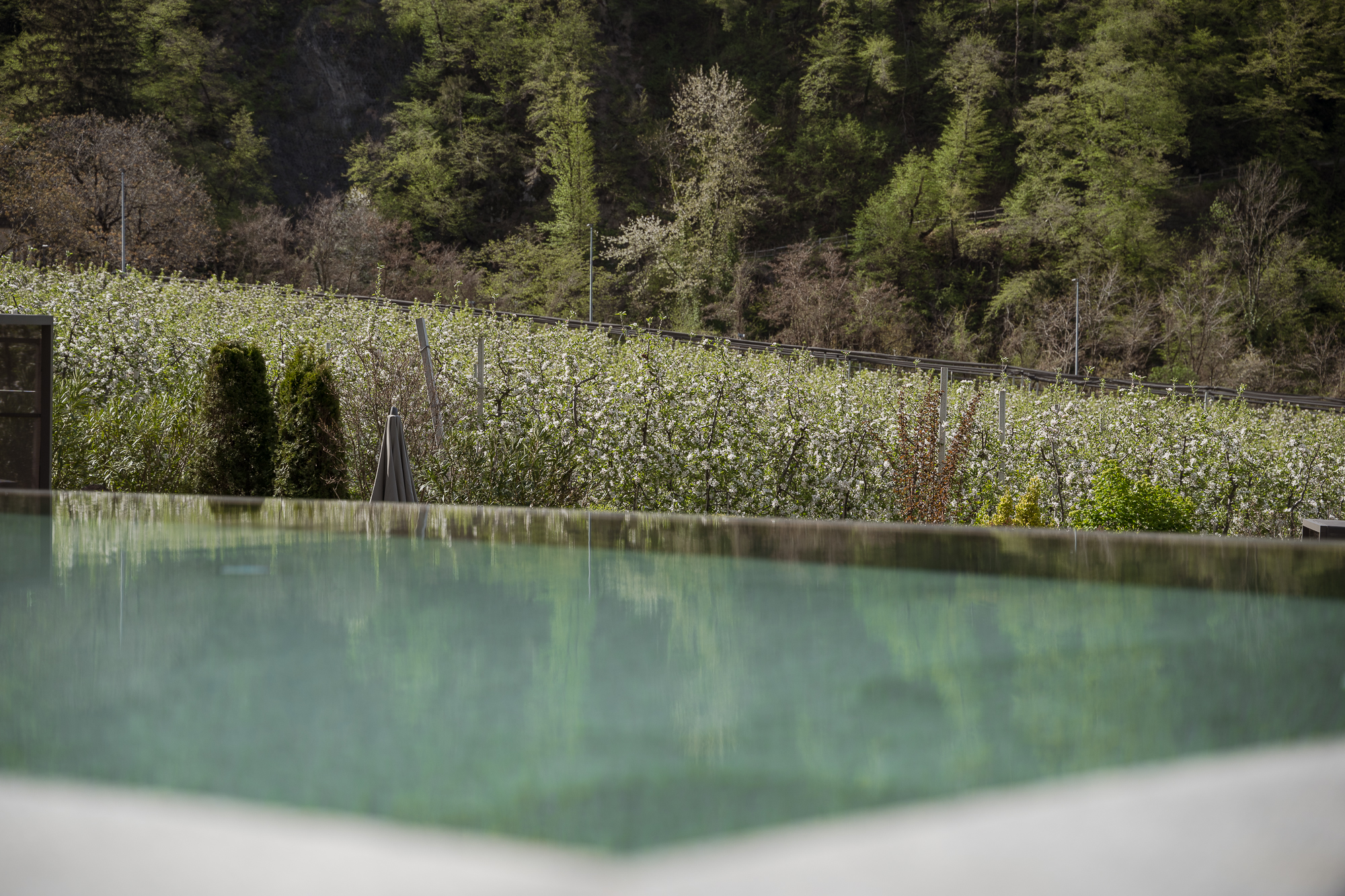 Una piscina a sfioro in primo piano, la cui superficie riflette il frutteto in fiore e il pendio boscoso sullo sfondo.